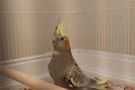 baby blue cockatiel