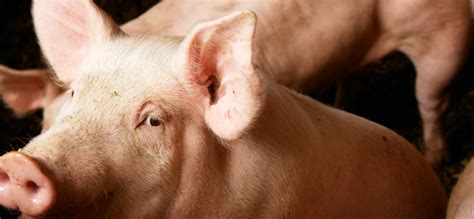 land  lakes finance livestock finance