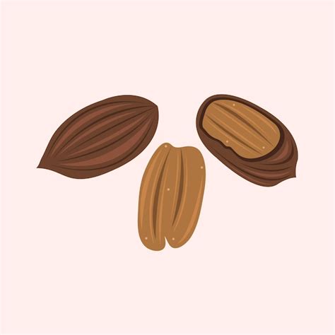 premium vector pecan vector illustration