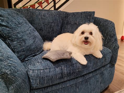 Freshly groomed 🥰 : r/Havanese