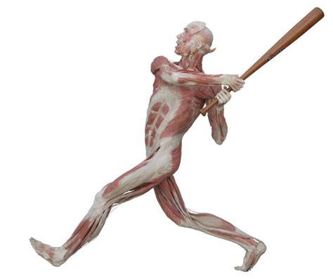 Preserved bodies offer look inside humans at Science Museum of Virginia ...