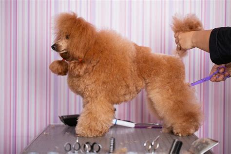 Poodle Tail Styles - The Most Common Styles And Grooming Tips - Poodle Center