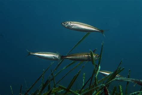 Bogue • Boops boops • Fiche poissons