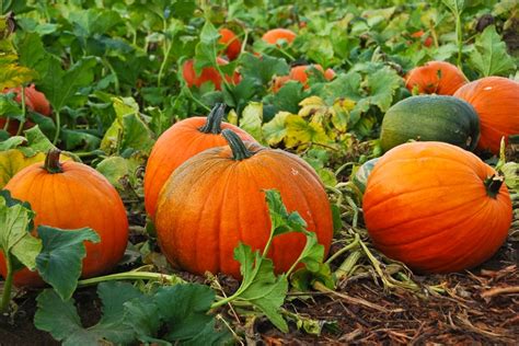 New Ideas For Cooking Harvest-Time Pumpkins | Off The Grid News