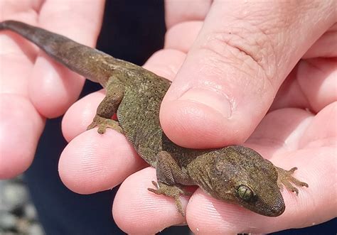 Rare Raukawa gecko rediscovered in Auckland remains elusive - Franklin