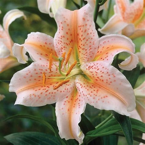 Van Zyverden Lilies Oriental Salmon Star 7 Bulbs Multicolor Partial Sun ...