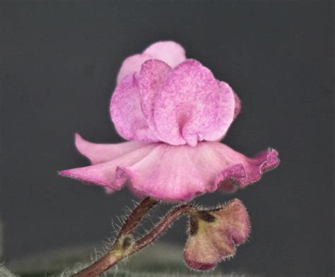 DS-Волшебный Бутон (Dimetris) - VIOLETVIOL PLANTS COLLECTION