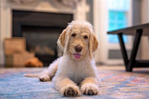 Labradoodle Puppy Pictures and Facts