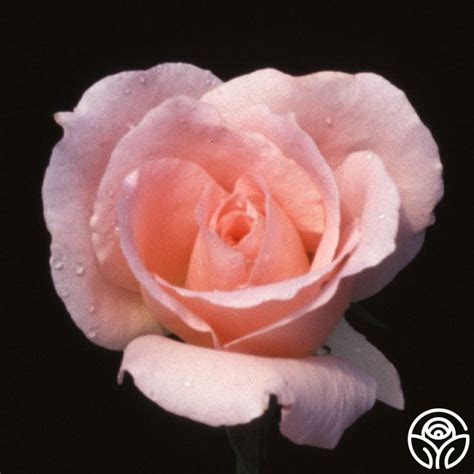 Rural Rhythm – Heirloom Roses