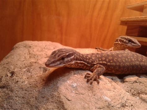 A Collin County case look up revealed a very high-profile settlement 26