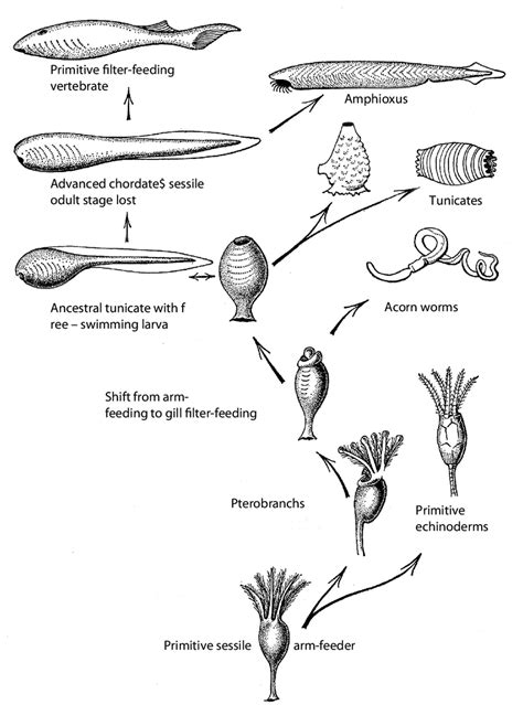 Romer's diagram on the probable course of chordate evolution. "From a ...