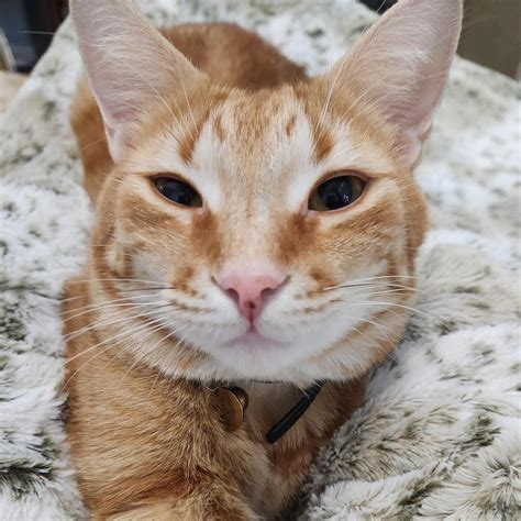 Pet Sitting jobs: Find Cat & Dog Sitter Jobs Near Me | PetSitter.com