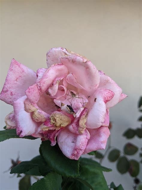 6 legged brown bug w long legs and antennae on my rose bush in southern