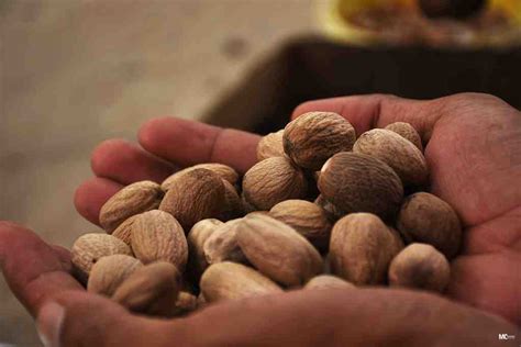 infopublik harga biji pala naik