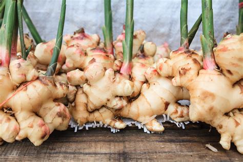 Ginger health benefits - Slow Aging | Healthy living, healthy aging
