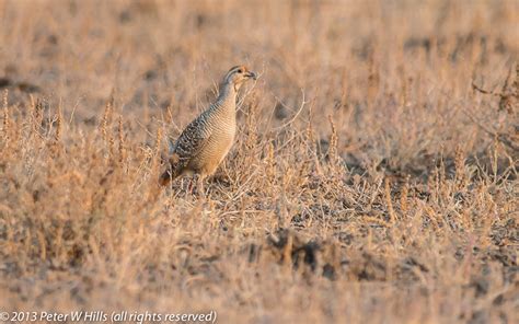 Francolin Grey (Francolinus pondicerianus) male - India - World Bird Photos