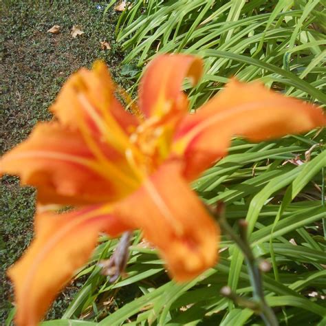 Lilly Valley Nudist Park | Fort Erie ON