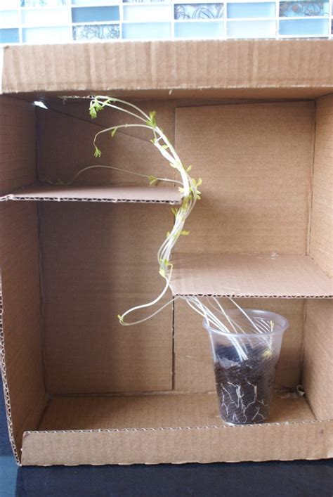 Plant growth unit experiments - Inbal's science fun
