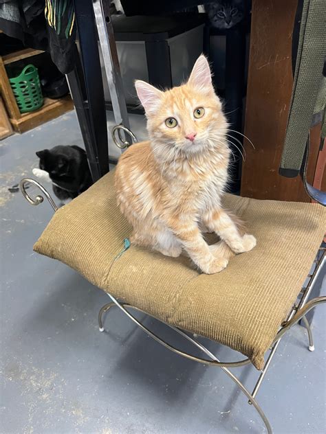 Adopt pets from far North State rescues