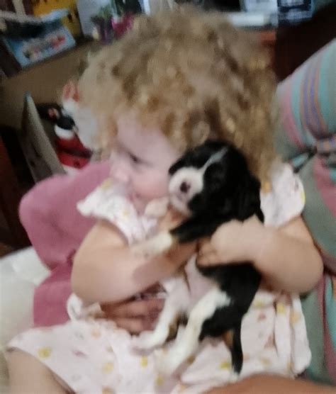Il Cavalier King Charles Spaniel Origini Standard Salute Scelta Del Cucciolo Riproduzione E Alimentazione 4
