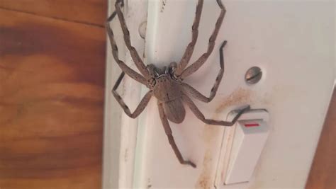 Giant Australian Spider Eats Snake