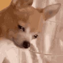 Dog Sad GIFs | Tenor