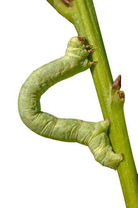 Green Geometridae Caterpillar Looper Stick Caterpillar, Mimetism, Stick