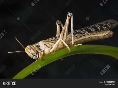 Schistocerca Gregaria Image & Photo (Free Trial) | Bigstock