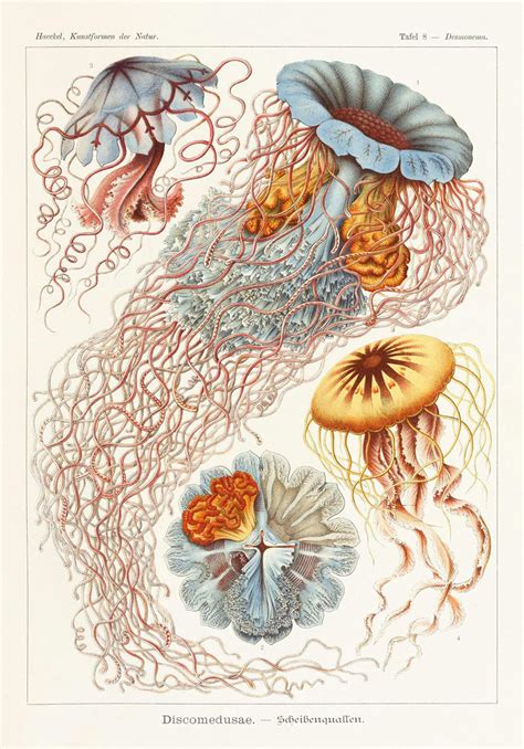 Feast your eyes on the art of Ernst Haeckel
