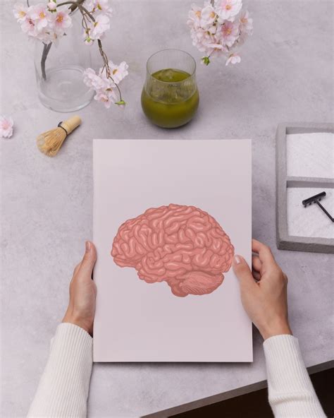 brain anatomy art prints etsy