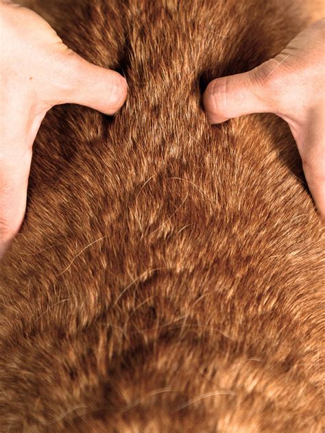 Lumbosacral Disease in Dogs | In-Home Canine Rehabilitation