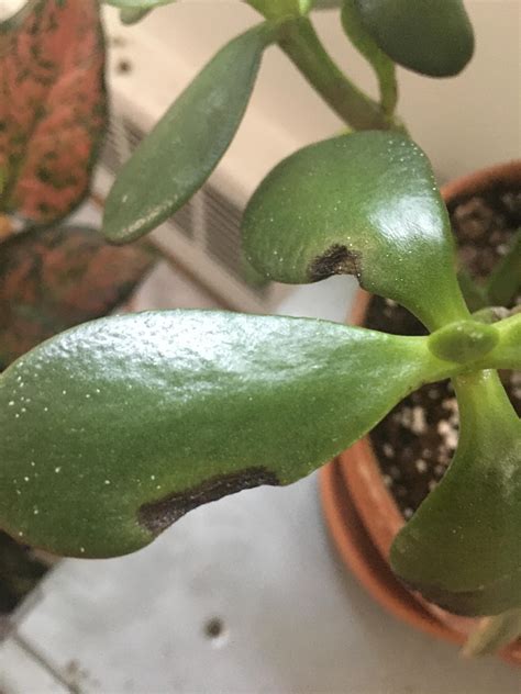 Black spots on Jade. I noticed spots on the stems, too - could this be