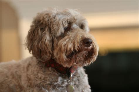 Labradoodle Fleece Coat Haircut at Bev Wood blog