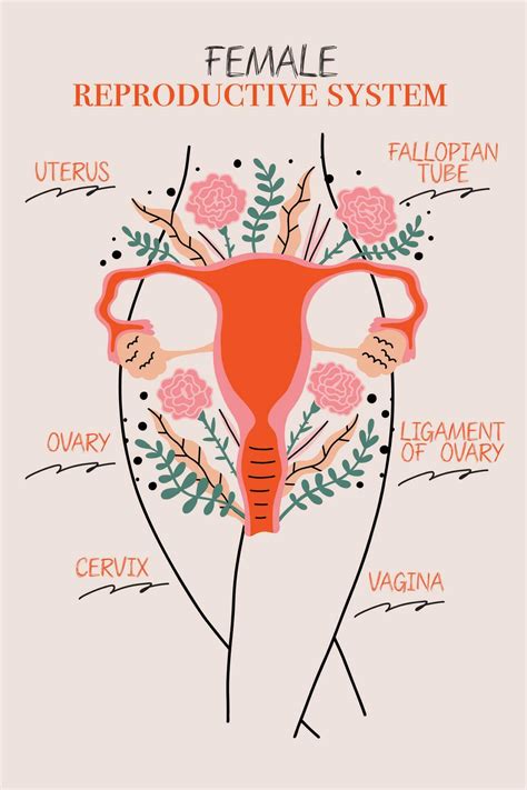 female reproductive system illustrated poster  vector art