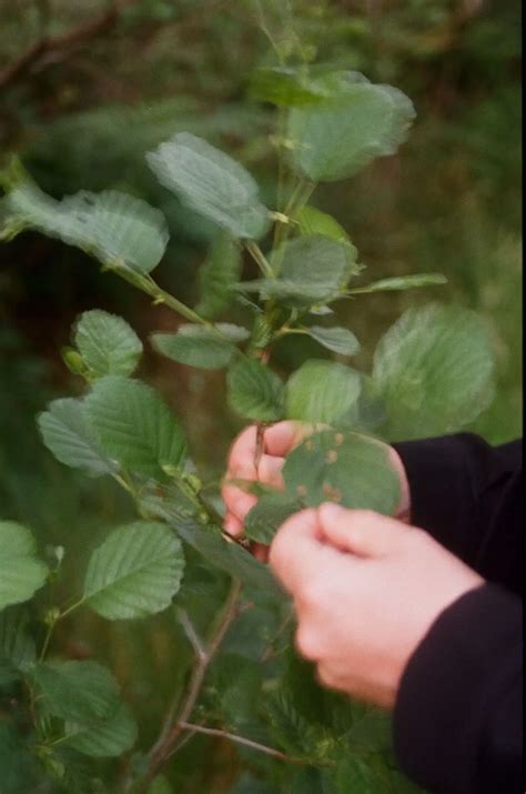 Native Ballydehob Rewilding - Native Ballydehob