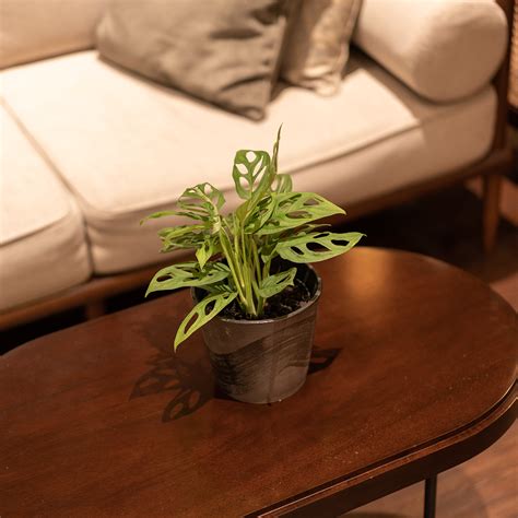 janda bolong monstera adansonii mandaflora