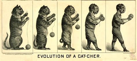 evolution cat  catcher public domain clip art   images