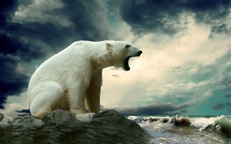 Majestic Polar Bear HD Wallpaper: Nature's Fierce Beauty