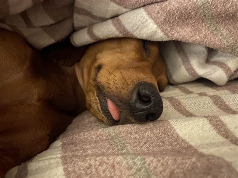 Sleep so good he can taste it : r/Dachshund