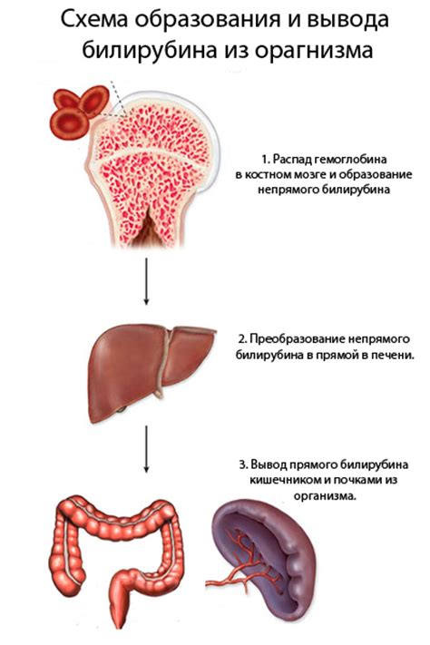 Билирубин