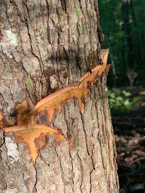 The Shocking Math Behind Turkey Habitat Improvement - Realtree Camo