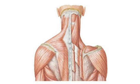 neck anatomy neuro rehab coach