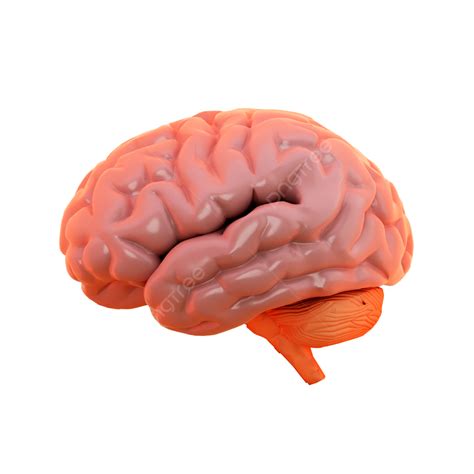 3d Render Of Brain View From Side, 3d, Brain, View From Side PNG ...