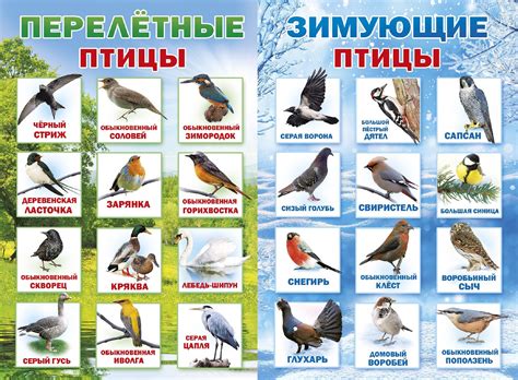 Картинки по запросу не зимующие птицы украины | Activities for kids ...