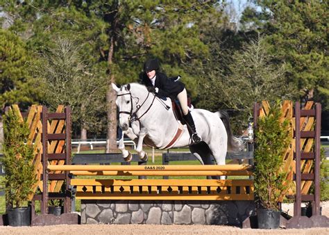 Aspen Warmblood Hunter