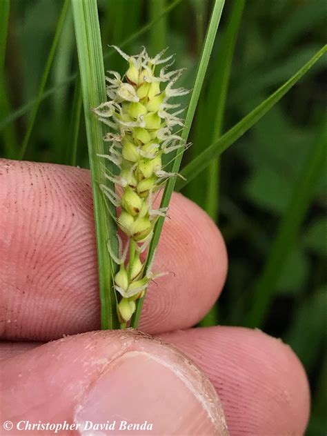 Carex pellita | Illinois Botanizer