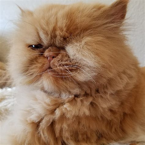 Persian kitty Fans - 😍Love Persian Cat 💋 👉 give me a and share 😽 . . #