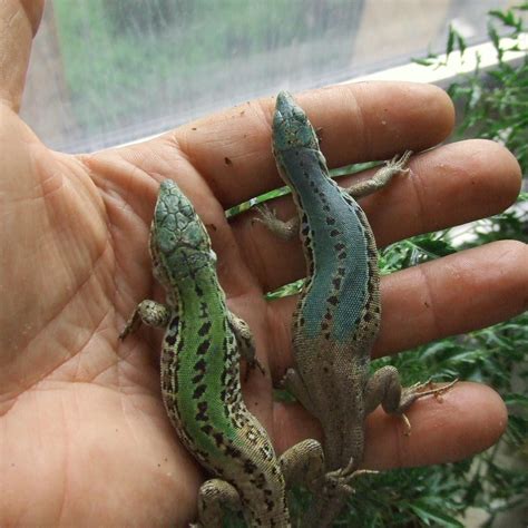 Vinny Ritchie Reptiles | New York NY