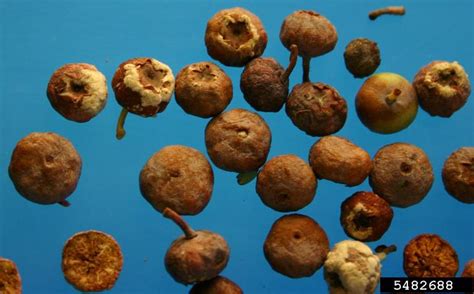 mummy berry (Monilinia vaccinii-corymbosi (J.M. Reade) Honey)