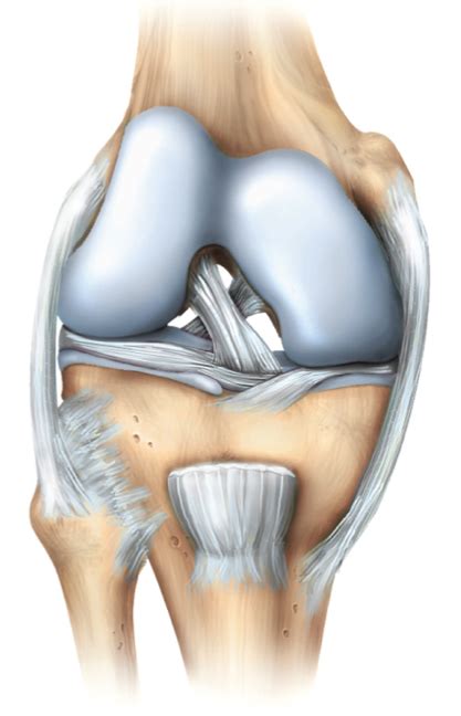 ligaments   knee diagram quizlet